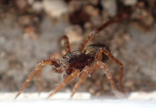 Pardosa sp.
